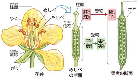 子房 成長|アブラナの花のつくり－中学 